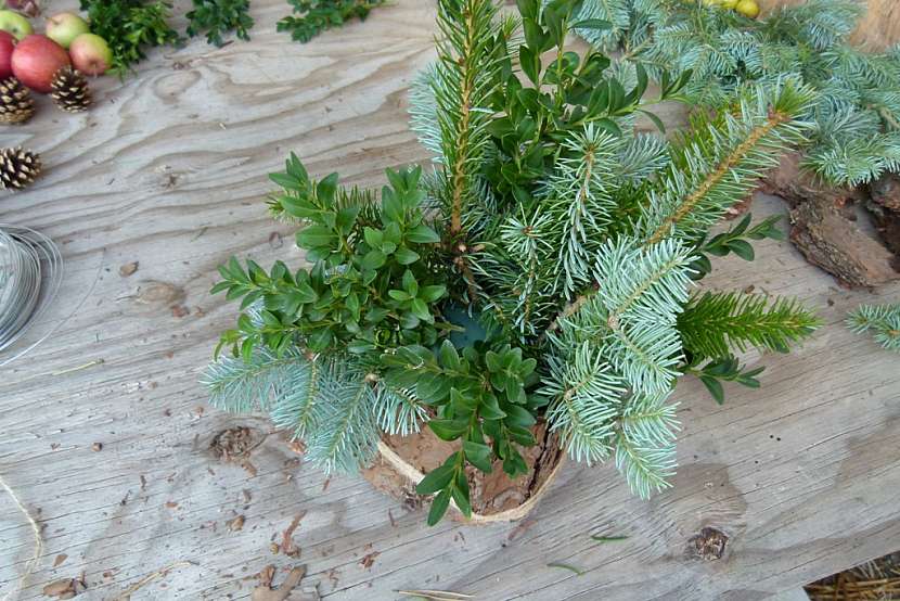 Podzimní svícen: zapíchejte jehličnany a buxus