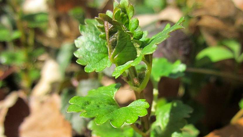 Popenec obecný (Glechoma hederacea) nesmí chybět ve velikonoční nádivce