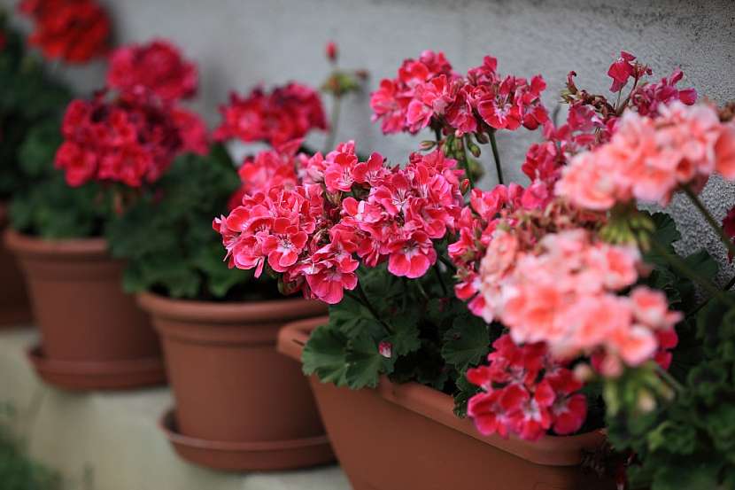 Příprava na množení pelargonií zahrnuje i včasné odstranění povadlých květenství, tvorba semen rostlinu vysiluje