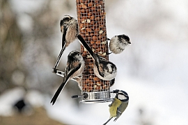 Přikrmování ptáků v zimním období