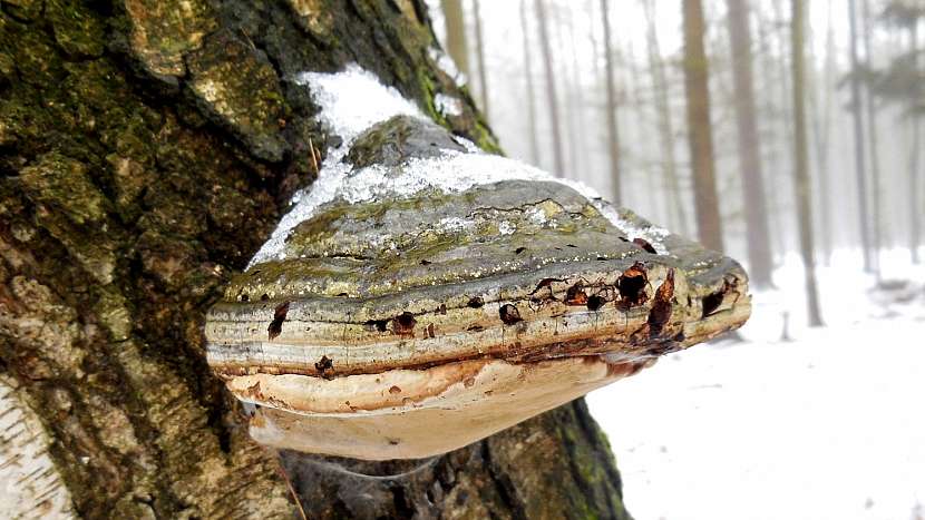 Březovník obecný (Piptoporus betulinus)