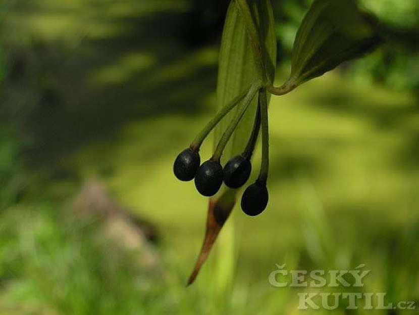 Disporum