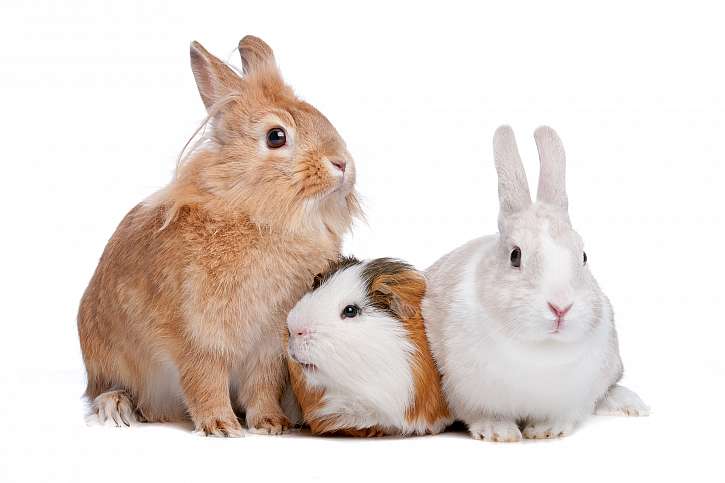 Morčata a zakrslí králíčci nemusí bydlet jen doma v kleci, pobyt venku jim prospěje (Zdroj: Depositphotos (https://cz.depositphotos.com))