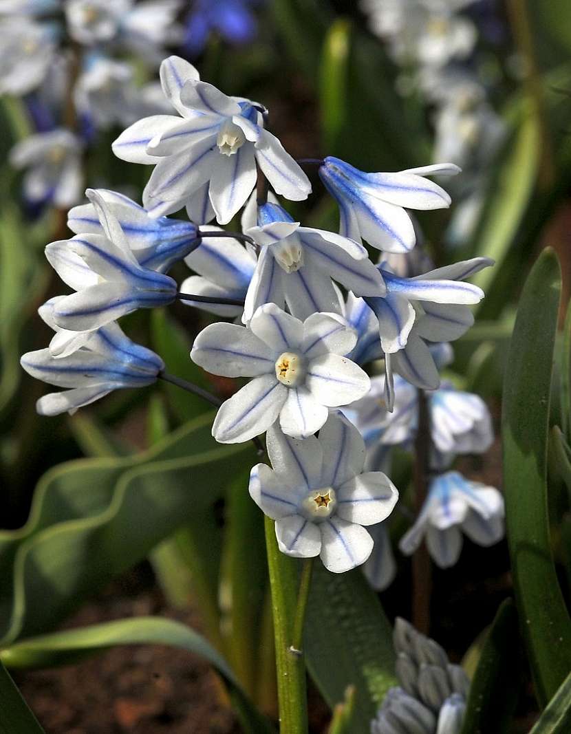 Puškinie ladoňkovitá (Puschkinia scilloides)
