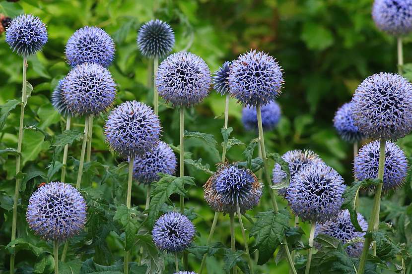 Bělotrn banátský (Echinops bannaticus)