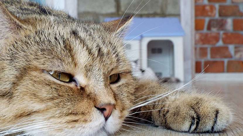 I kočky občas potřebují dohled na svou štíhlou linii 3