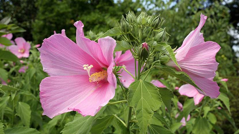 Ibišek bahenní (Hibiscus moscheutos) neboli americký