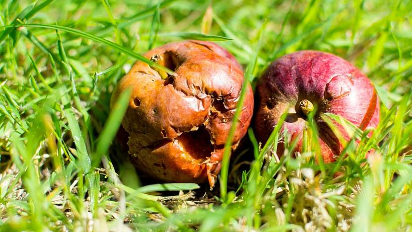Předpověď počasí a zahrada: sbírejte spadané hnijící ovoce pod stromy