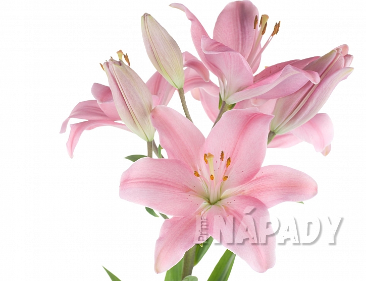Naše krásné lilie nám může napadnout a zničit škodlivý chřestovníček liliový (Zdroj: depositphotos.com)