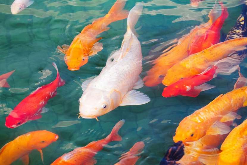Koi kapři
