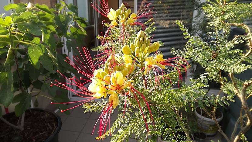 Sapan Gilliesův (Caesalpinia Gilliesii) má velmi atraktivní a příjemně vonící květy