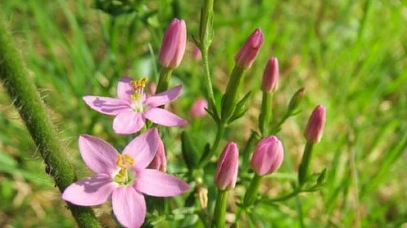 Zeměžluč okolíkatá (Centaurium erythraea)