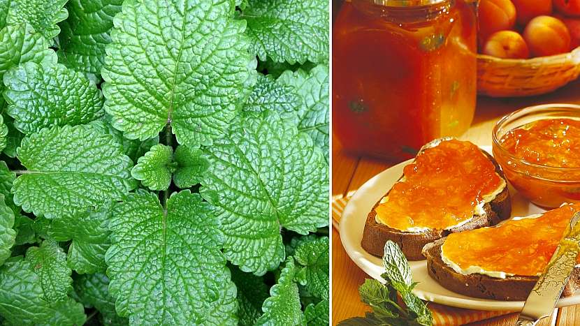 Máta peprná (Mentha piperita): meruňkový džem pro chuť a dobré zažívání