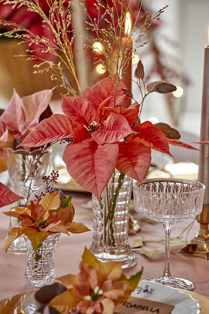 Každého hosta u stolu uvítá řezaná vánoční hvězda v korálové barvě s větvičkou eukalyptu