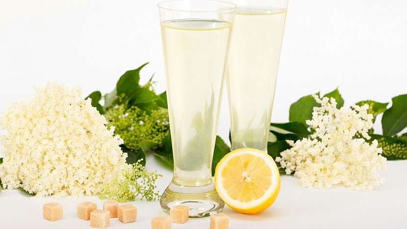 Recept na sekt z květů černého bezu