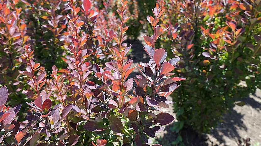 Rostliny vhodné do živého plotu: dřišťál (Berberis)