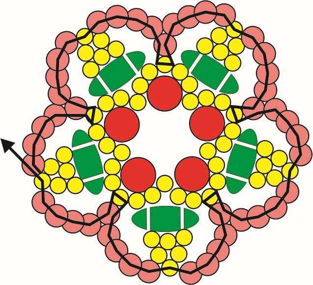 6. Navlékněte 5x T11, provlékněte prostřední T15 z pětice, provlékněte 1 T11 zpět, navlékněte 4x T11, provlékněte 1 T15 na špičce. Celé opakujte ještě 4x. Na konci zapošijte nit. Těchto kytiček ušijte celkem 11 kusů.