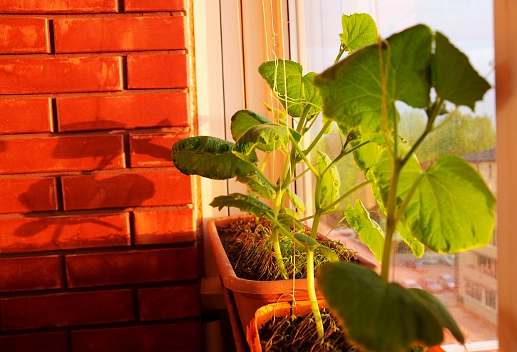 Pěstování okurek za oknem