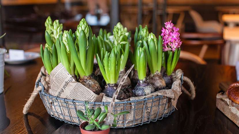Hyacinty
