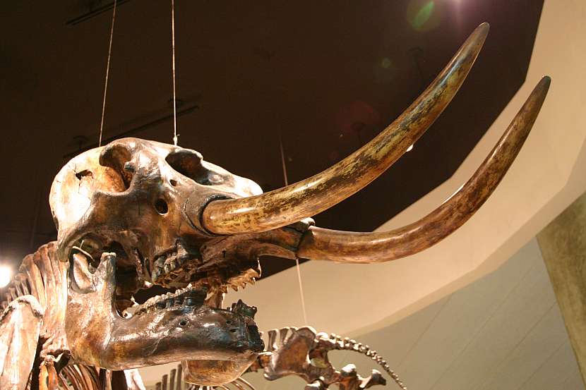 Mamut