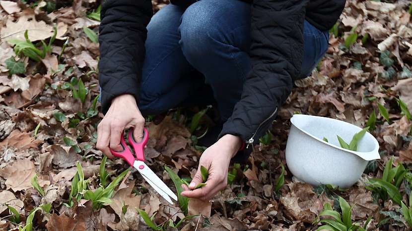 Česnek medvědí (Allium ursinum) nejčastěji najdeme na vlhčích, spíše stinných místech, v lužních a listnatých lesích