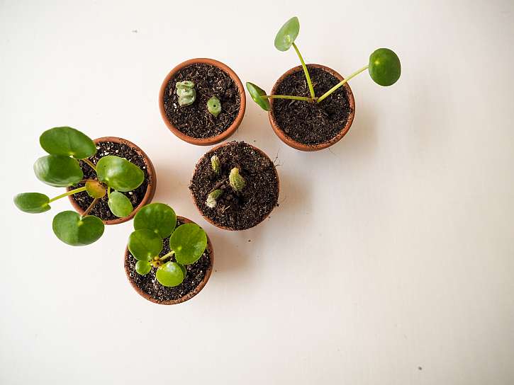 Mladé palačinkové piley - dceřiné rostlinky oddělené od mateřské rostliny krátce po přesazení