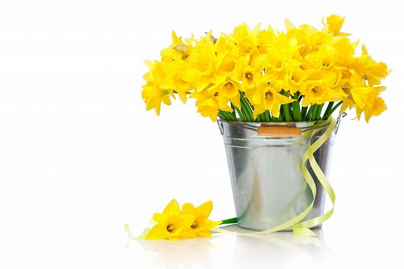Narcis