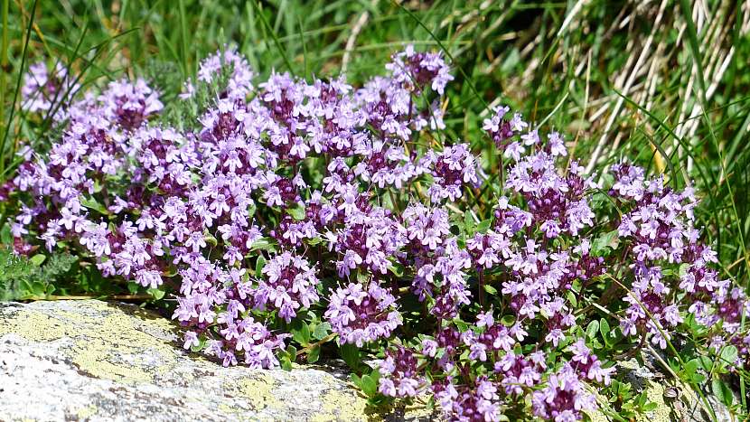 Mateřídouška obecná (Thymus serpyllum)
