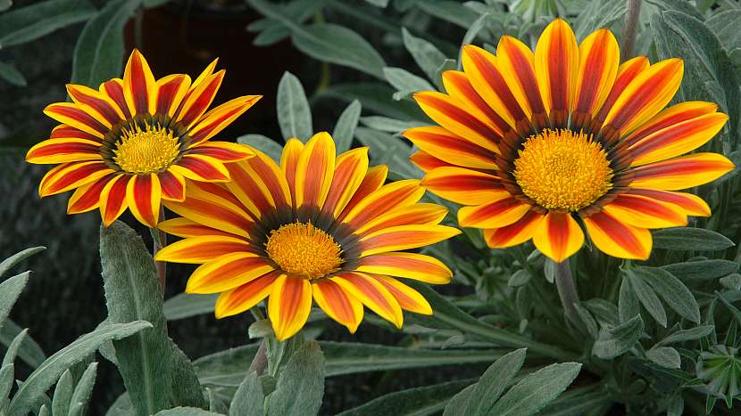 Gazánie zářivá (Gazania rigens) Daybreak Red Stripe