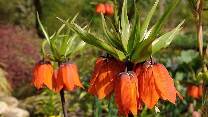 Řebčík královský (Fritillaria imperialis), kultivar Rubra Maxima
