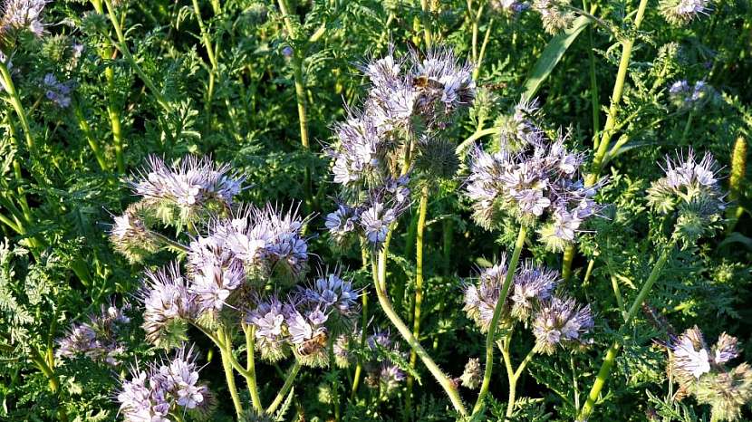 Svazenka vratičolistá (Phacelia tanacetifolia)