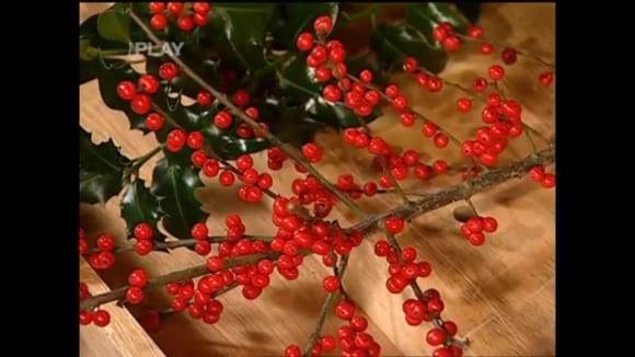 Pěstitelská poradna: fuchsie, vánoční dekorativní rostliny