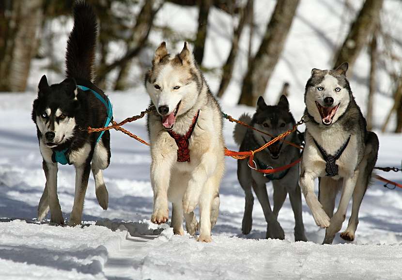 Sibiřský husky je skvělý sportovec