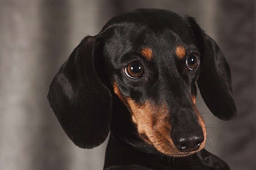 Jezevčík ve zbarvení black and tan