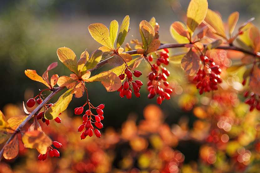 Dřišťál (Berberis)