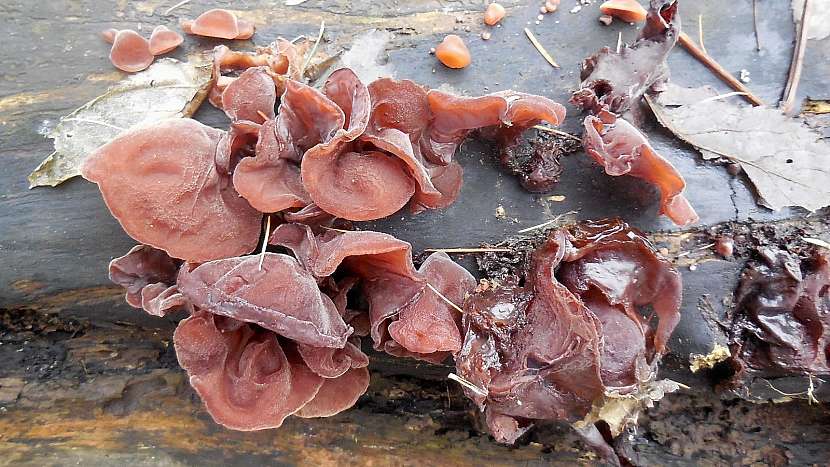 Stále známější ucho Jidášovo neboli boltcovitka bezová (Hirneola auricula-judae)