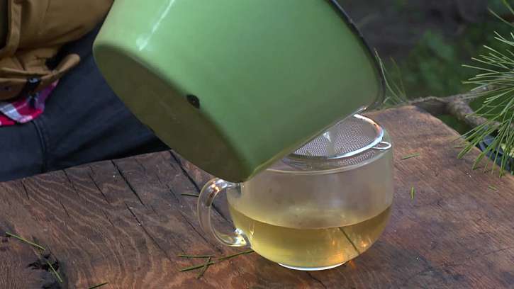 Příprava čaje z jehličí.