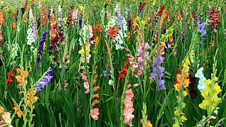 Jak a kdy zasadit gladioly: Chcete-li se radovat z květů postupně, vysazujte hlízy na etapy