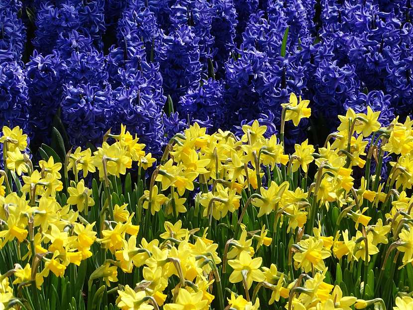 Hyacinty a narcisy