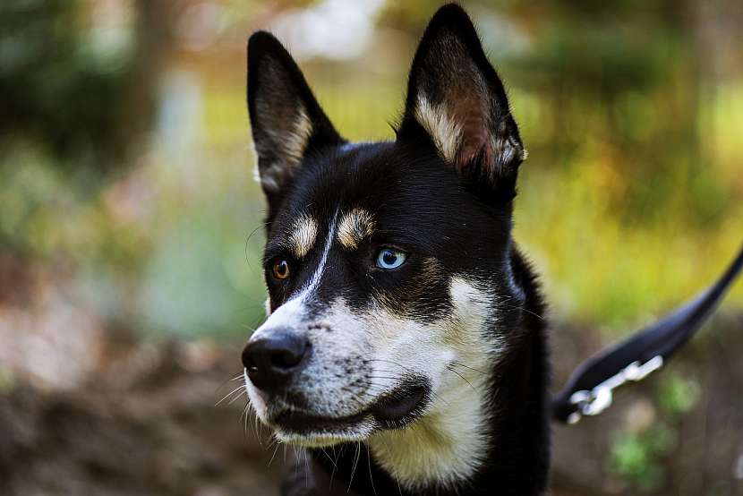 Jedno oko hnědé, druhé modré, častý znak huskyho