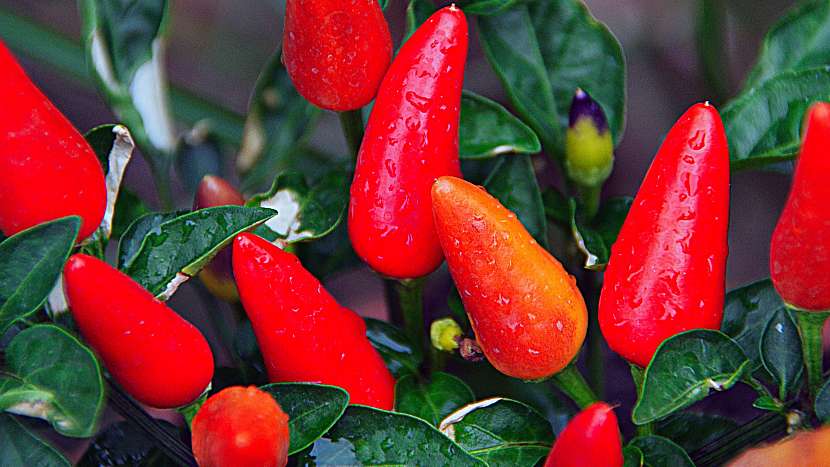 Chilli papričky (Capsicum frutescens), někdy se také používá název kajenský pepř