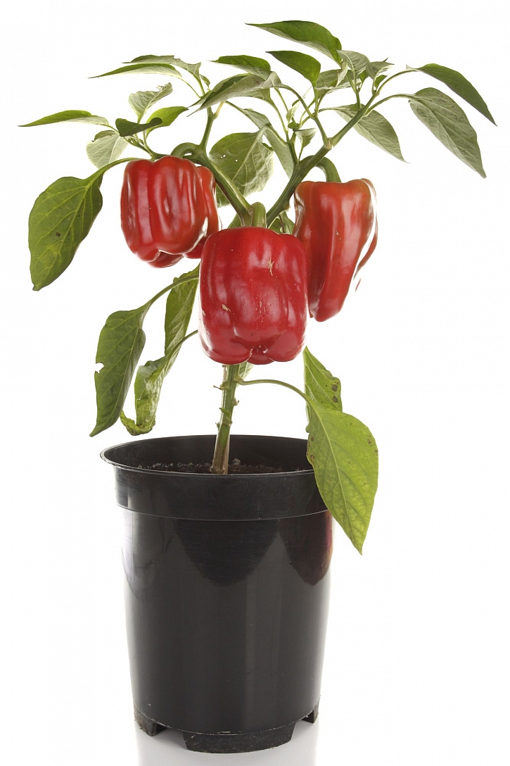 Rostlina papriky