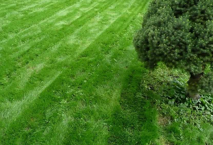 Jak jednoduše odstranit travní plsť z trávníku a bez vertikutace