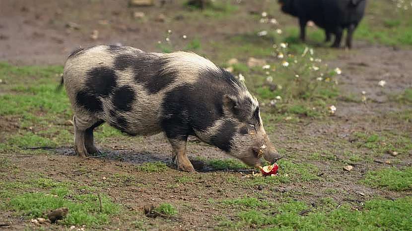 Vietnamská prasata si pochutnají např. na jablíčkách či mrkvi