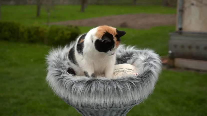 Vyrobte svému kočičímu příteli vhodný pelíšek (Zdroj: Prima DOMA MEDIA, s.r.o.)