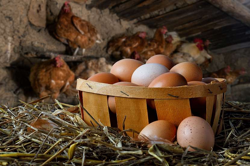 Sběr vajíček se stane oblíbenou činností u vlastního chovu slepic