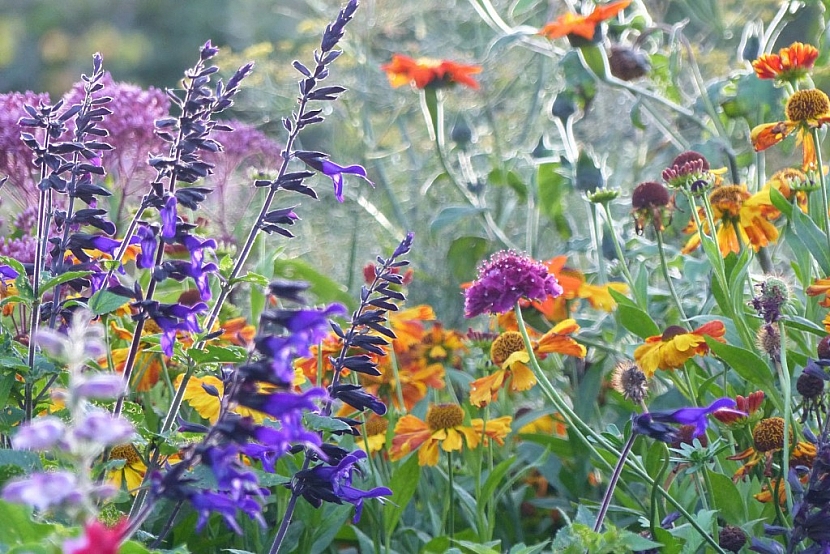 Víte, jak na rozkvetlou zahradu v říjnu? (Zdroj: Zahradnictví Flos Praha)