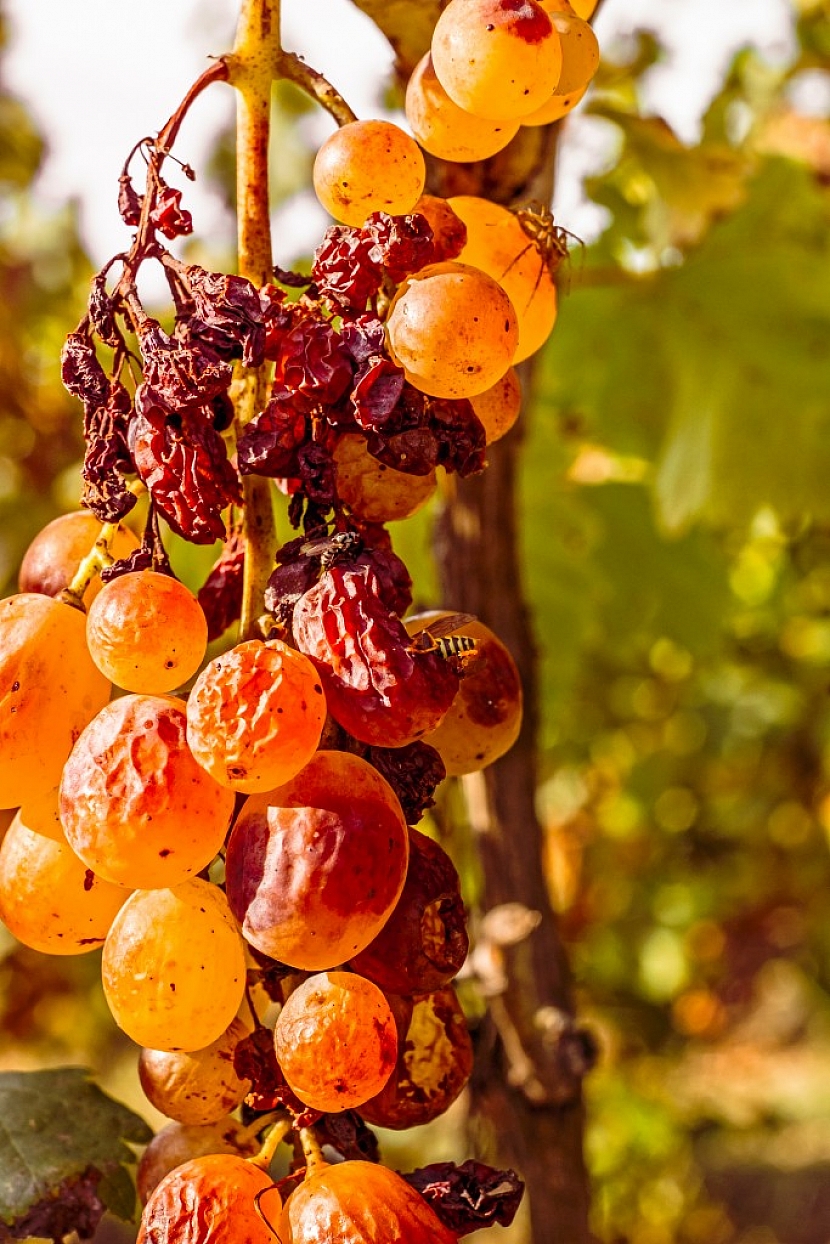 Hroznové víno, zasažené rozvíjející se šedou plísní, která likviduje plody.