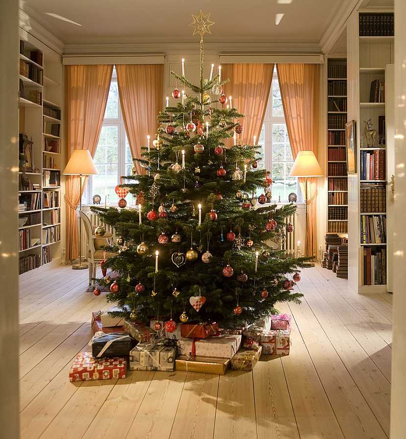 Kavkazská jedle - nejoblíbenější vánoční strom českých domácností