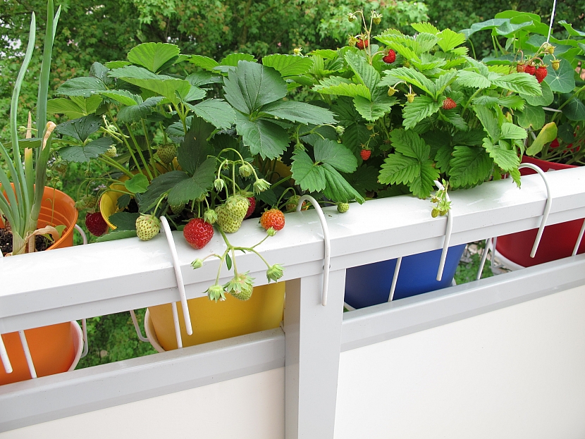 Zelenina za okno a rychlení cibulovin nahradí pěstování na záhonu (Zdroj: Depositphotos)